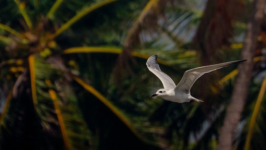 Ave à beira d'água entre a vegetação da ilha