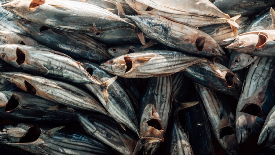Peixes da pesca local recém-chegados do mar